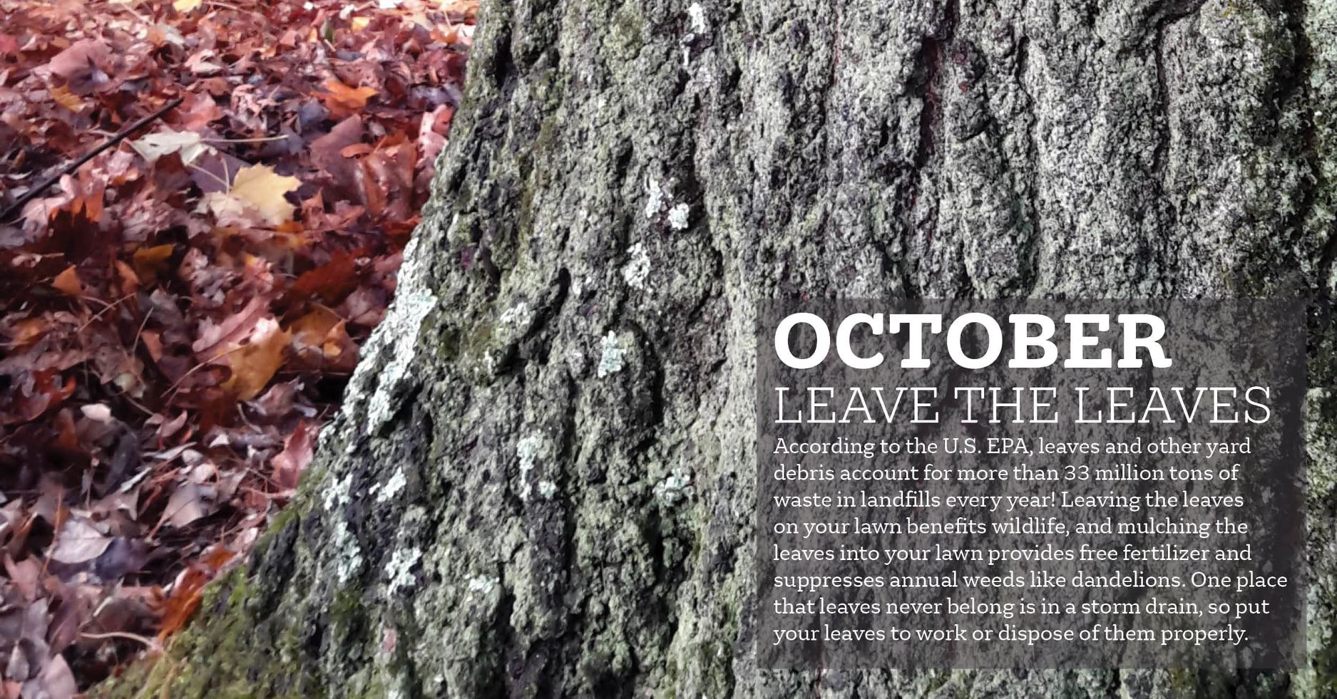 October Leave the Leaves