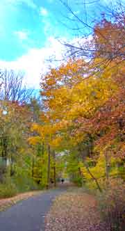 A paved path through autumn trees